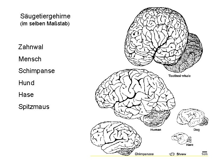 Säugetiergehirne (im selben Maßstab) Zahnwal Mensch Schimpanse Hund Hase Spitzmaus 
