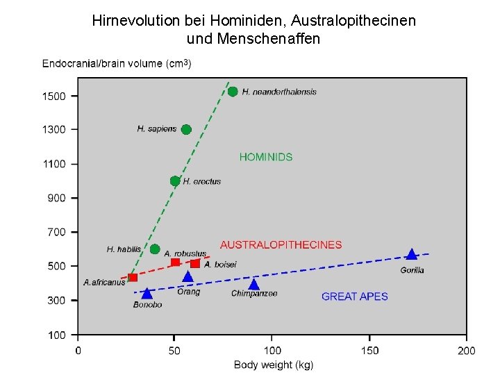 Hirnevolution bei Hominiden, Australopithecinen und Menschenaffen 