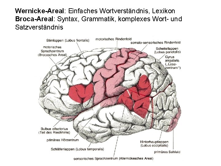 Wernicke-Areal: Einfaches Wortverständnis, Lexikon Broca-Areal: Syntax, Grammatik, komplexes Wort- und Satzverständnis 