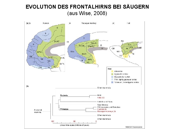 EVOLUTION DES FRONTALHIRNS BEI SÄUGERN (aus Wise, 2008) 