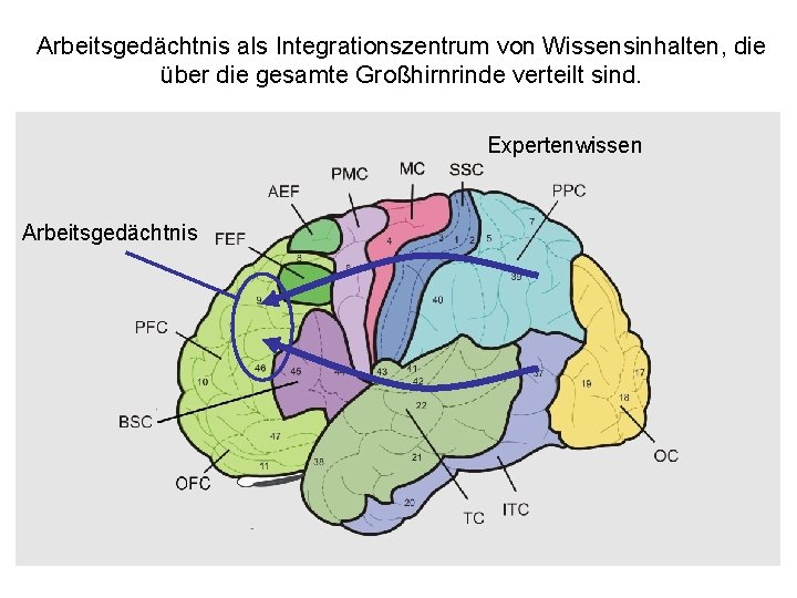 Arbeitsgedächtnis als Integrationszentrum von Wissensinhalten, die über die gesamte Großhirnrinde verteilt sind. Expertenwissen Arbeitsgedächtnis