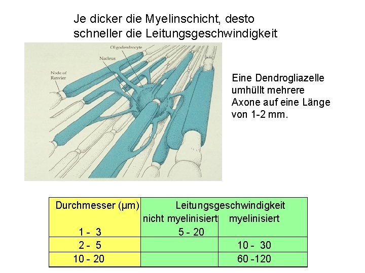 Je dicker die Myelinschicht, desto schneller die Leitungsgeschwindigkeit Eine Dendrogliazelle umhüllt mehrere Axone auf