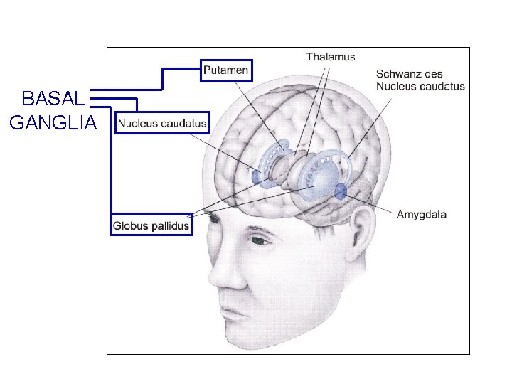 BASAL GANGLIA 