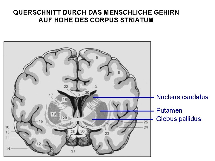 QUERSCHNITT DURCH DAS MENSCHLICHE GEHIRN AUF HÖHE DES CORPUS STRIATUM Nucleus caudatus Putamen Globus