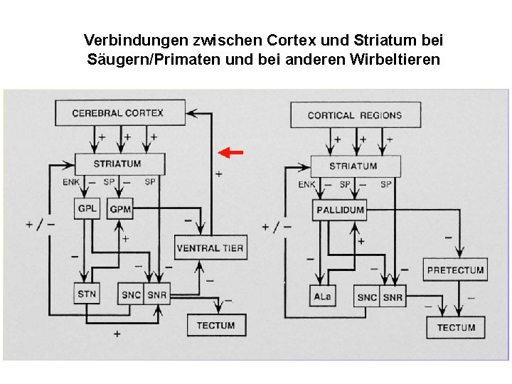 Verbindungen zwischen Cortex und Striatum bei Säugern/Primaten und bei anderen Wirbeltieren 