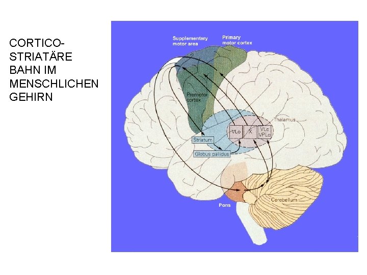 CORTICOSTRIATÄRE BAHN IM MENSCHLICHEN GEHIRN 