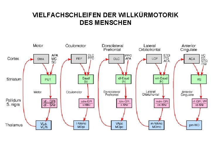 VIELFACHSCHLEIFEN DER WILLKÜRMOTORIK DES MENSCHEN 