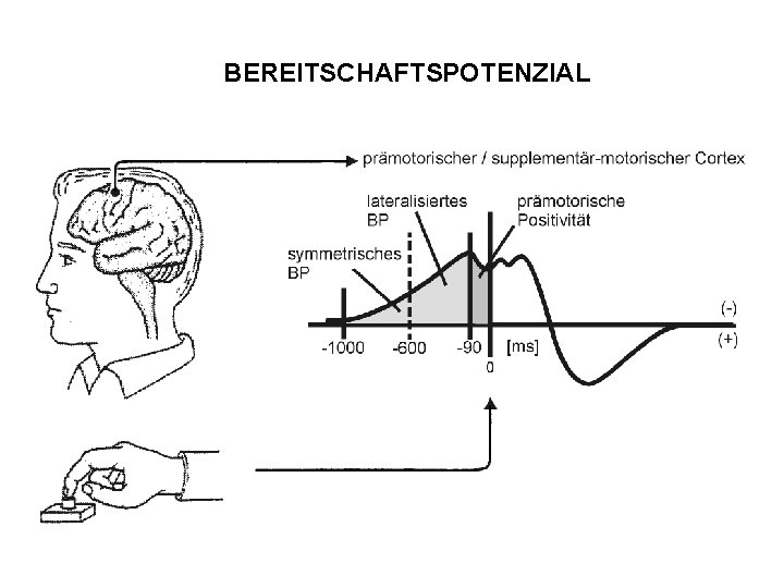 BEREITSCHAFTSPOTENZIAL 