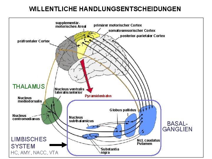 WILLENTLICHE HANDLUNGSENTSCHEIDUNGEN supplementärmotorisches Areal primärer motorischer Cortex somatosensorischer Cortex posterior-parietaler Cortex präfrontaler Cortex THALAMUS