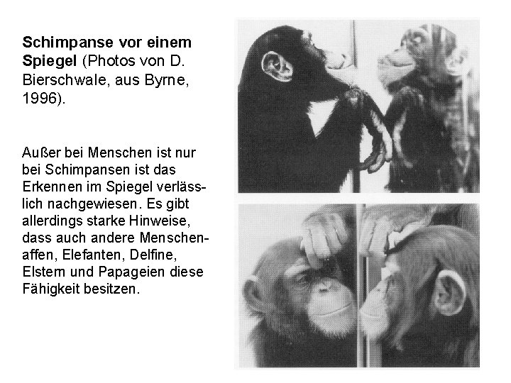 Schimpanse vor einem Spiegel (Photos von D. Bierschwale, aus Byrne, 1996). Außer bei Menschen