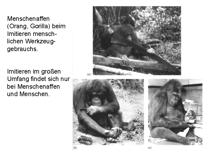 Menschenaffen (Orang, Gorilla) beim Imitieren menschlichen Werkzeuggebrauchs. Imitieren im großen Umfang findet sich nur