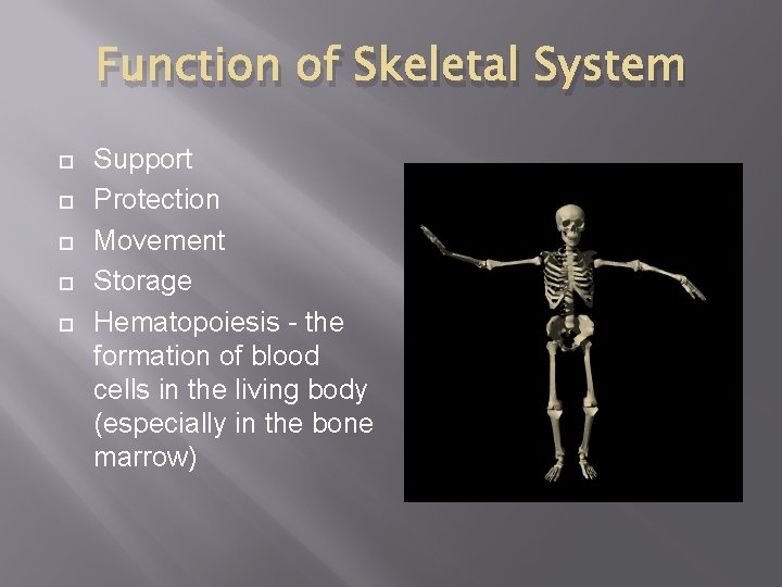 Function of Skeletal System Support Protection Movement Storage Hematopoiesis - the formation of blood