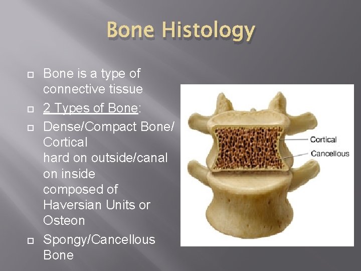 Bone Histology Bone is a type of connective tissue 2 Types of Bone: Dense/Compact