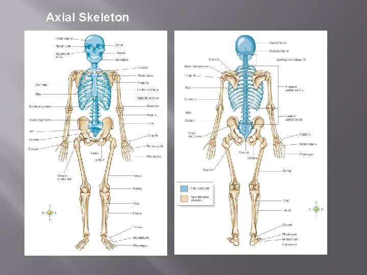 Axial Skeleton 