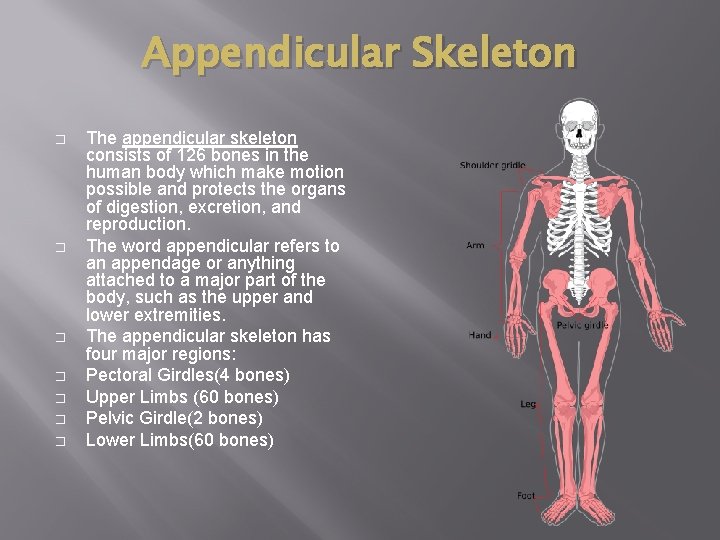 Appendicular Skeleton � � � � The appendicular skeleton consists of 126 bones in