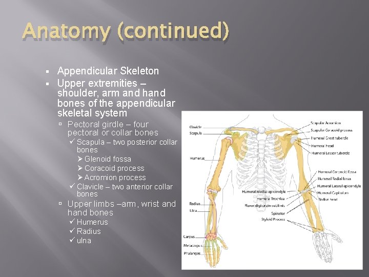 Anatomy (continued) § § Appendicular Skeleton Upper extremities – shoulder, arm and hand bones