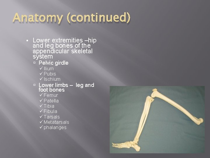 Anatomy (continued) § Lower extremities –hip and leg bones of the appendicular skeletal system