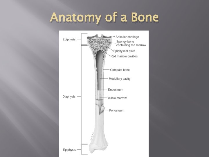 Anatomy of a Bone 