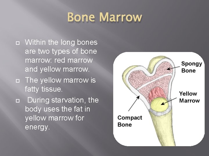Bone Marrow Within the long bones are two types of bone marrow: red marrow