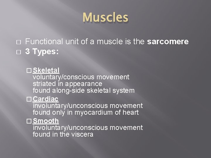 Muscles � � Functional unit of a muscle is the sarcomere 3 Types: �