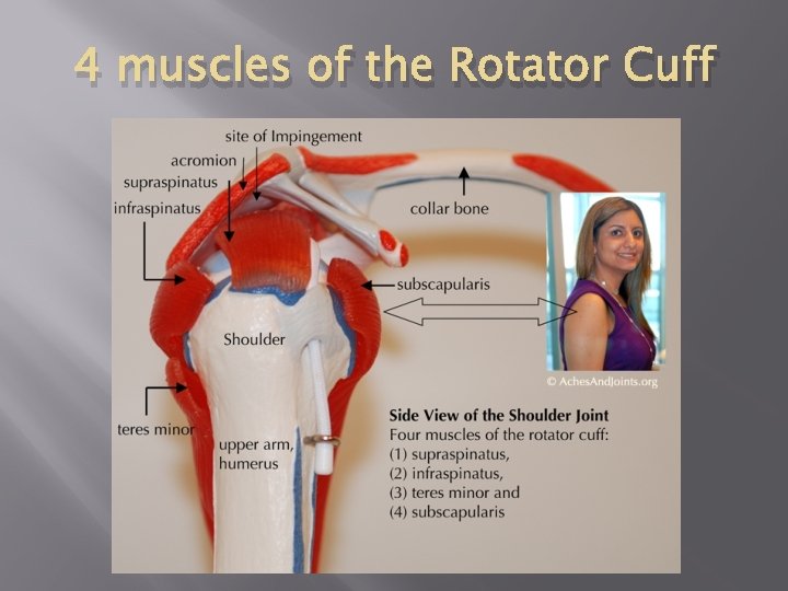 4 muscles of the Rotator Cuff 
