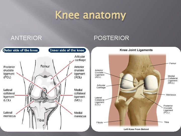 Knee anatomy ANTERIOR POSTERIOR 