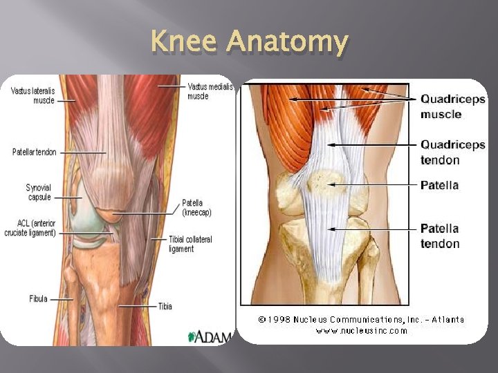 Knee Anatomy 