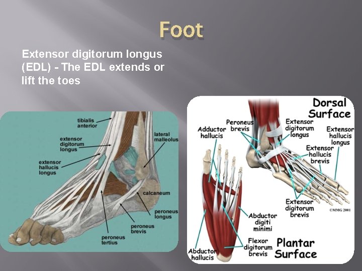 Foot Extensor digitorum longus (EDL) - The EDL extends or lift the toes 