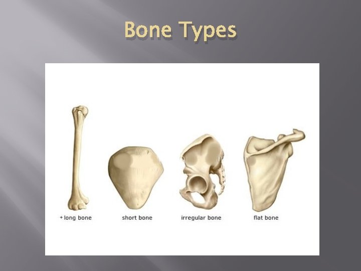 Bone Types 