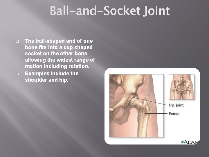  The ball-shaped end of one bone fits into a cup shaped socket on