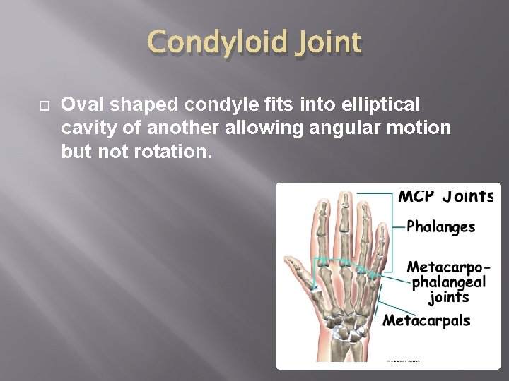 Condyloid Joint Oval shaped condyle fits into elliptical cavity of another allowing angular motion