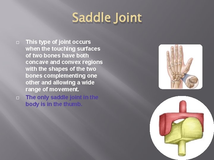 Saddle Joint This type of joint occurs when the touching surfaces of two bones