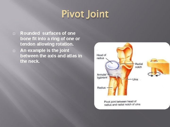 Pivot Joint Rounded surfaces of one bone fit into a ring of one or