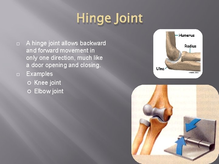 Hinge Joint A hinge joint allows backward and forward movement in only one direction,