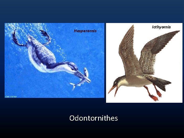 Hesperornis Odontornithes Icthyornis 