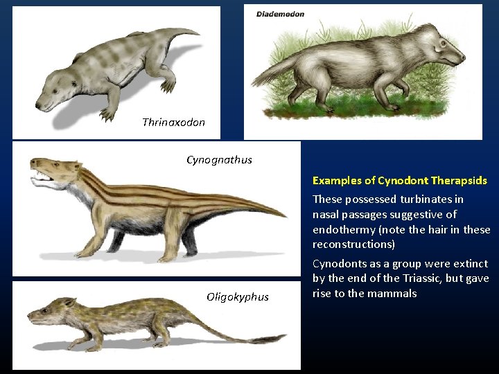 Thrinaxodon Cynognathus Examples of Cynodont Therapsids These possessed turbinates in nasal passages suggestive of