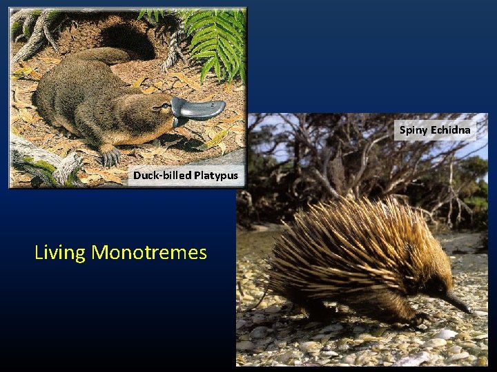 Spiny Echidna Duck-billed Platypus Living Monotremes 