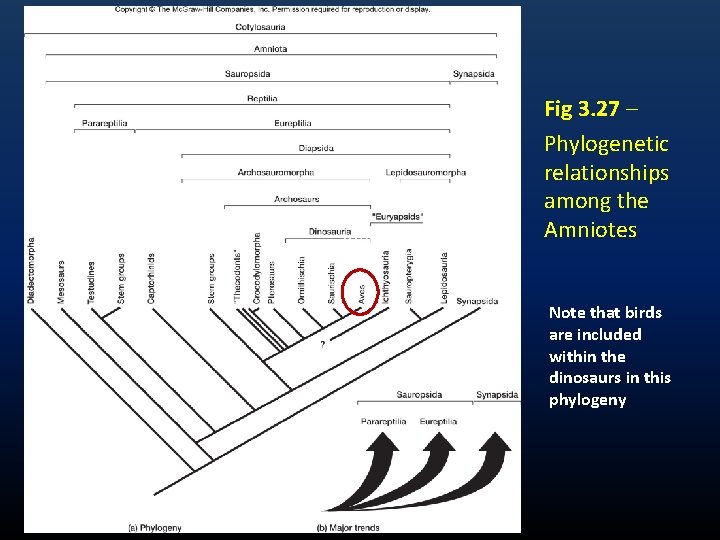 Fig 3. 27 – Phylogenetic relationships among the Amniotes Note that birds are included