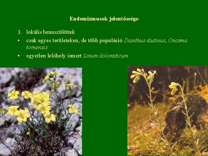 Endemizmusok jelentőssége 3. lokális bennszülöttek • csak egyes területeken, de több populáció Dianthus diutinus,