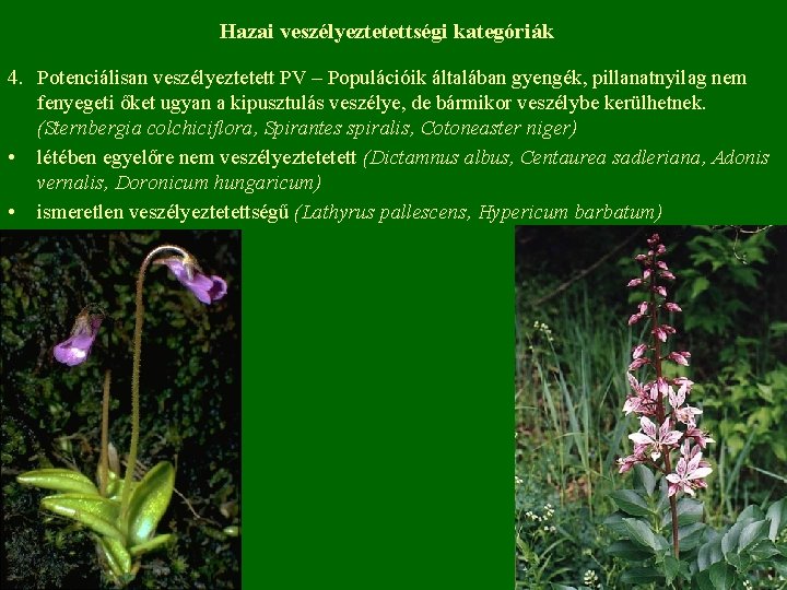 Hazai veszélyeztetettségi kategóriák 4. Potenciálisan veszélyeztetett PV – Populációik általában gyengék, pillanatnyilag nem •