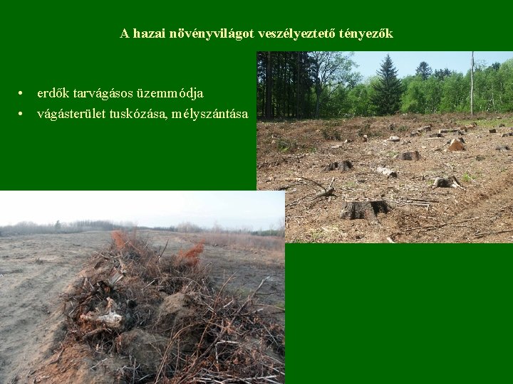 A hazai növényvilágot veszélyeztető tényezők • erdők tarvágásos üzemmódja • vágásterület tuskózása, mélyszántása 
