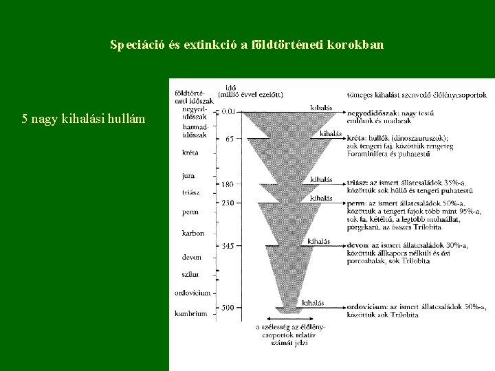 Speciáció és extinkció a földtörténeti korokban 5 nagy kihalási hullám 