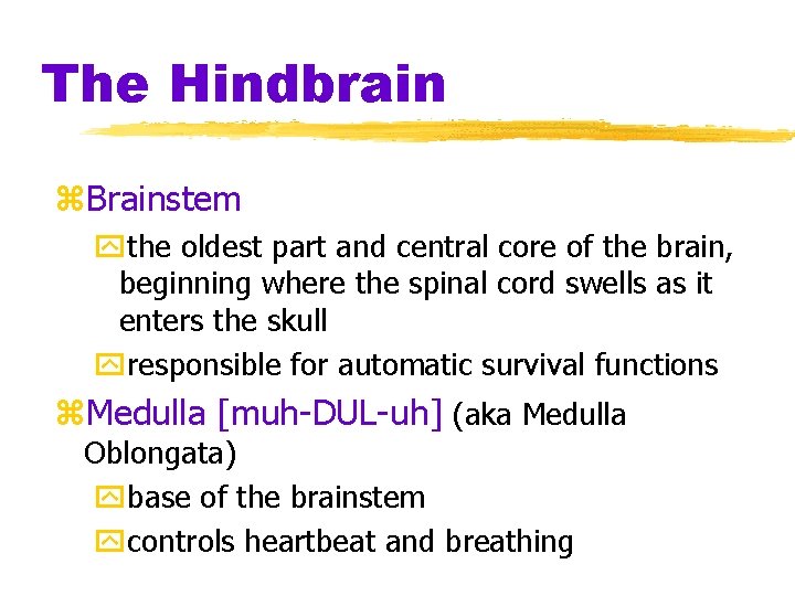 The Hindbrain z. Brainstem ythe oldest part and central core of the brain, beginning