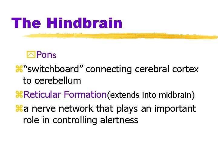 The Hindbrain y. Pons z“switchboard” connecting cerebral cortex to cerebellum z. Reticular Formation(extends into