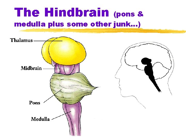 The Hindbrain (pons & medulla plus some other junk…) 