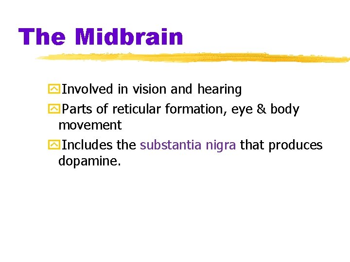 The Midbrain y. Involved in vision and hearing y. Parts of reticular formation, eye