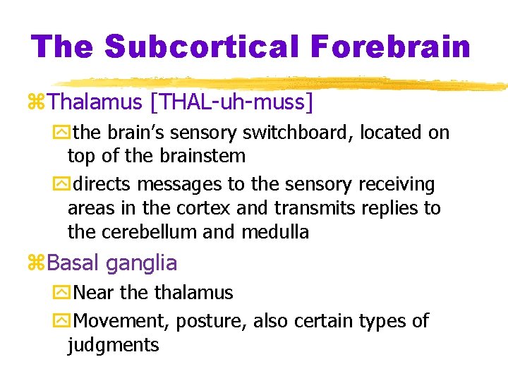 The Subcortical Forebrain z. Thalamus [THAL-uh-muss] ythe brain’s sensory switchboard, located on top of