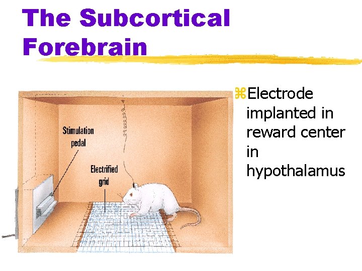 The Subcortical Forebrain z. Electrode implanted in reward center in hypothalamus 