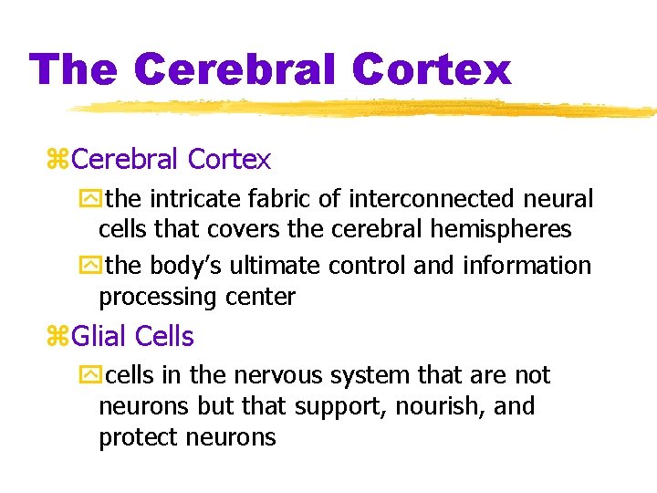 The Cerebral Cortex z. Cerebral Cortex ythe intricate fabric of interconnected neural cells that