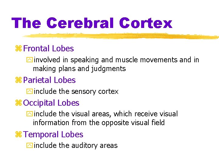 The Cerebral Cortex z Frontal Lobes yinvolved in speaking and muscle movements and in